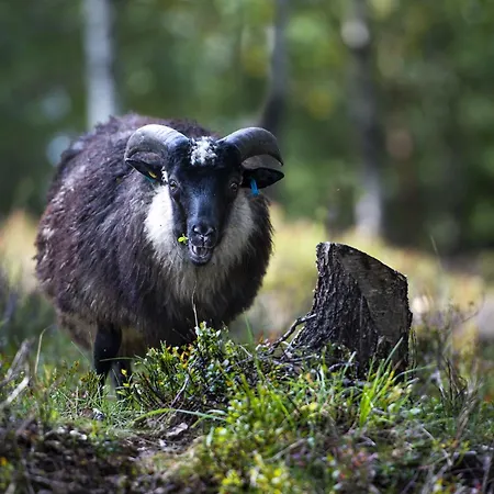 Chill - Fantastic View And Hiking Area Chalet *